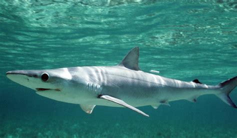 Atlantic Sharpnose Shark – NOAA Teacher at Sea Blog