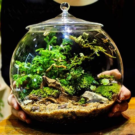 Glass Terrarium Container Bell Jars with Cover (Medium) | Glass terrarium containers, Glass ...