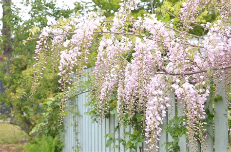 Pink Wisteria Wisteria, Dream, Garden, Flowers, Pink, Garten, Lawn And Garden, Gardens, Gardening