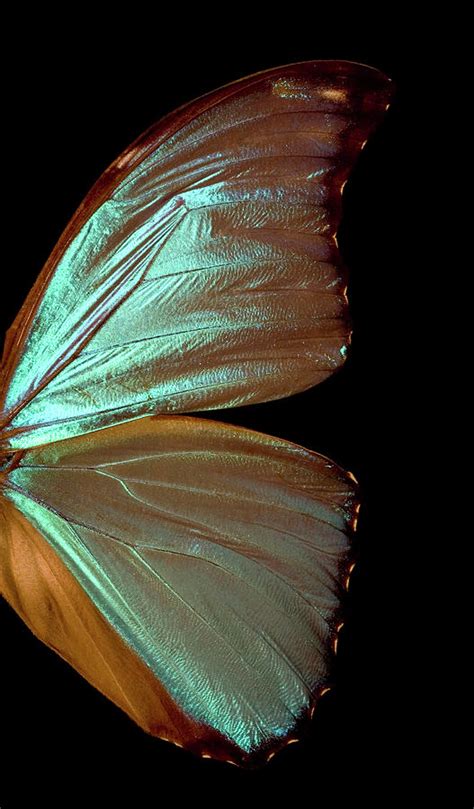 Blue Morpho Butterfly Wing by Jcarroll-images