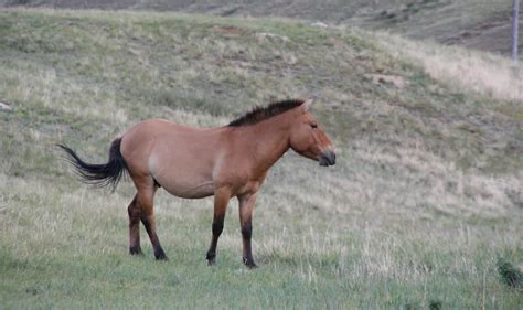 20 Incredible and Endangered Animals in Colorado