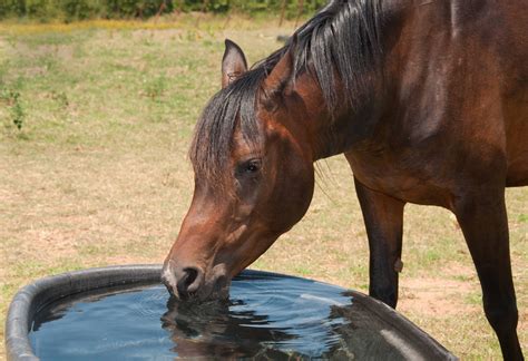 Pros and Cons of Horse Troughs – Drinking Post Automatic Waterer