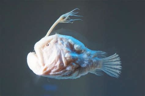 Curious Kids: how would the disappearance of anglerfish affect our ...