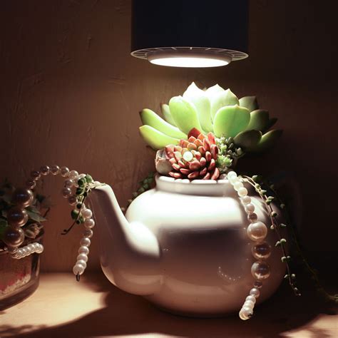 Grow Lights for Succulents – Do You Really Need Them? - Gardening Heavn