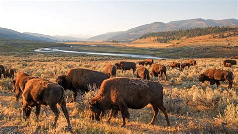 Rangeland | Definition, Ecology, & Management | Britannica