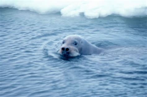 Bearded Seal - Erignathus barbatus | Wildlife Journal Junior