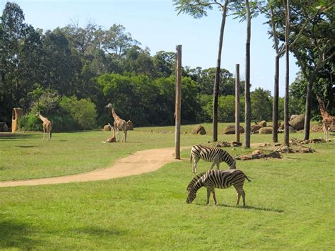 Wild about Australia Zoo