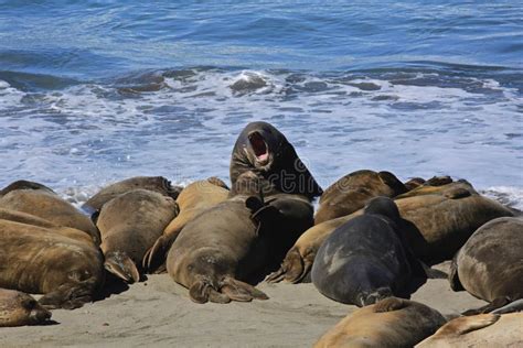 Elephant seal California stock image. Image of molting - 71003555