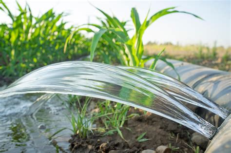 Furrow Irrigation Can Help Save Water, but What Is It Exactly?