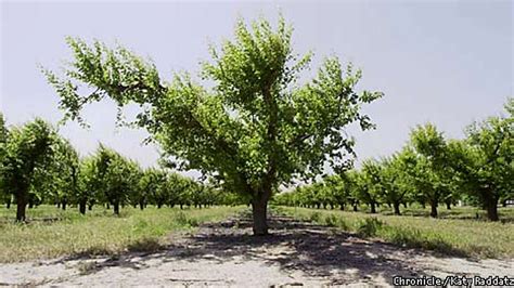 Apricot growers in the pits / Central Valley's surplus crop will rot unless government steps in