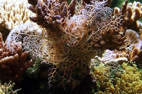 Basket starfish | Coral reef aquarium, Saltwater fish tanks, Reef aquarium