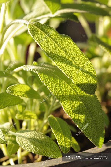 Sage growing in pot — gardening, background - Stock Photo | #153084492