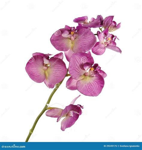 Single Pink Orchid Isolated on White Background Stock Image - Image of ...