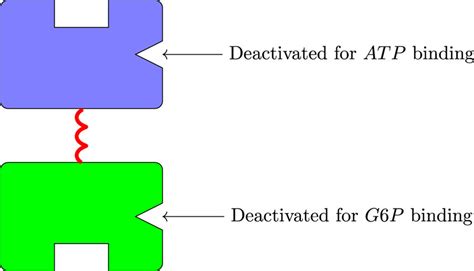 Schematic representation of the mutant hexokinase I enzyme. A mutant ...