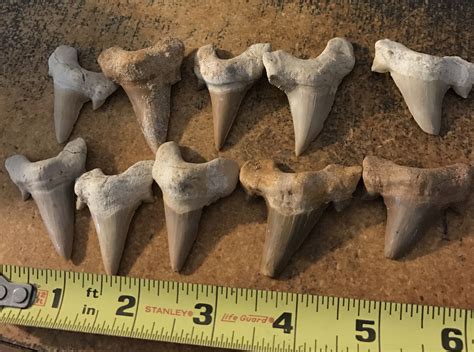 Lot of Ten Shark Tooth Fossils by IroquoisCopper on Etsy | Shark tooth fossil, Shark teeth, Fossils