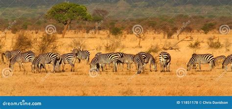 Zebra Herd stock photo. Image of wild, land, panoramic - 11851178