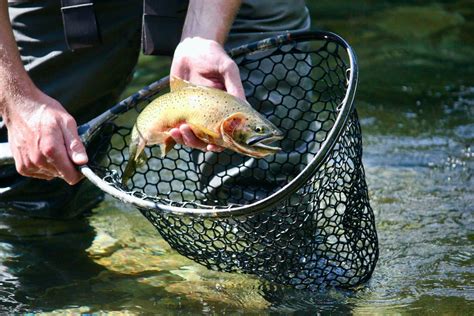 Best Fly Fishing Nets: Rubber & Nylon - Man Makes Fire