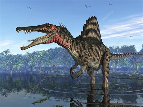 Spinosaurus dinosaur, illustration - Stock Image - C006/8639 - Science ...