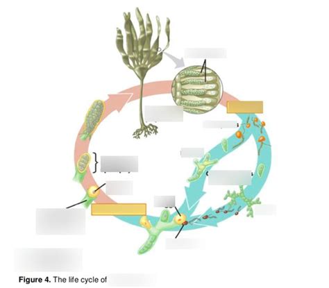 Laminaria Life Cycle Diagram | Quizlet