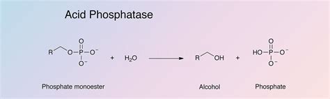 Phosphatase, Acid - Worthington Enzyme Manual | Worthington Biochemical