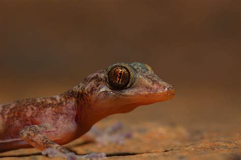 Indian Golden Gecko, Eastern Ghats | Conservation India