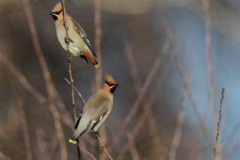 Where to see wildlife in the Scottish Highlands this winter! - North ...