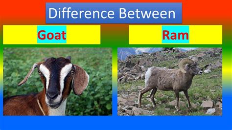 Difference Between Goat and Ram - YouTube