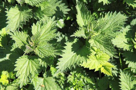 Nettle leaf Organic Nettles Natural nettle leaves Dry | Etsy