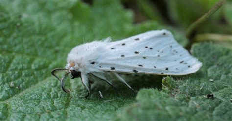 The Top 10 Fluffy, Furry & Fuzzy Moths in the World - IMP WORLD