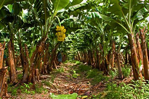 Banana Plantation Stock Photo - Download Image Now - iStock