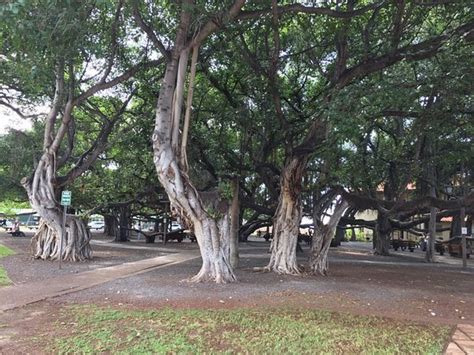 Lahaina Banyan Court Park - 2020 All You Need to Know BEFORE You Go ...