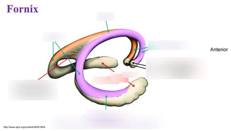 Fornix Diagram | Quizlet