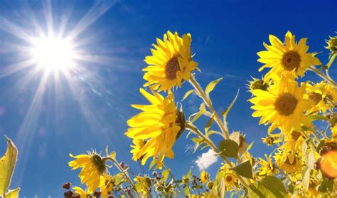 How plants protect themselves from sunshine overdose • Earth.com