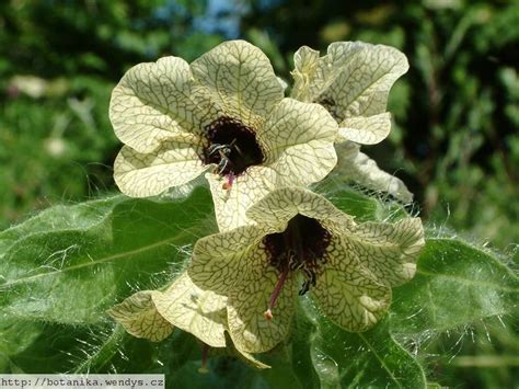 medicinal herbs: HENBANE - Hyoscyamus niger