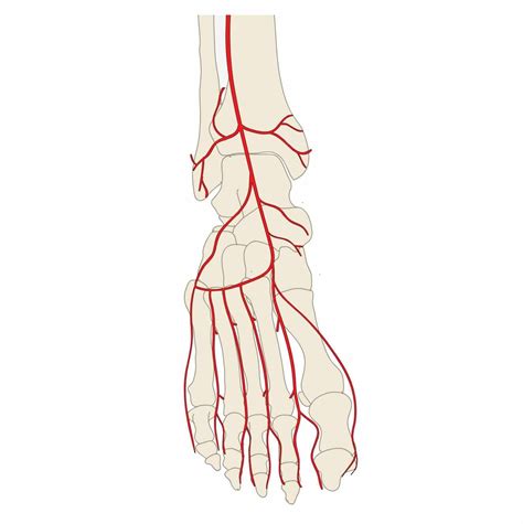 Arcuate Artery Foot