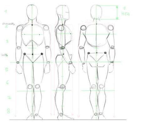 Anatomy Lines