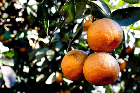 satsumas | Alee | Flickr