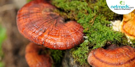 Reishi Mushroom: Nutrition, Health Benefits, And An Easy Delectable Recipe That Can Be Made From ...