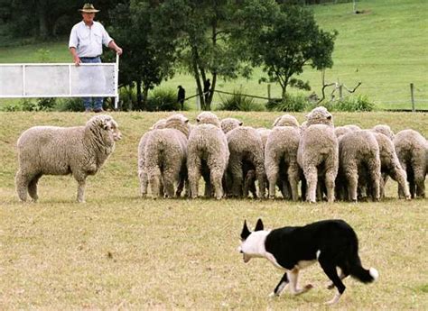 How one single sheepdog herds a flock of one hundred - mystery solved