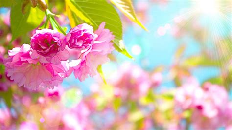 1920x1080 Spring Flowers Wallpapers - Wallpaper Cave