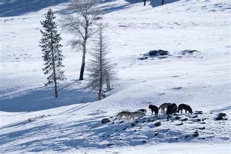 Druid Wolf Pack In Snow Filled Lamar Photograph by Milehightraveler ...