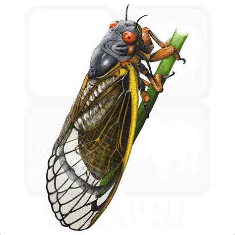 Periodical Cicada - Signed Fine Art Print - inkart