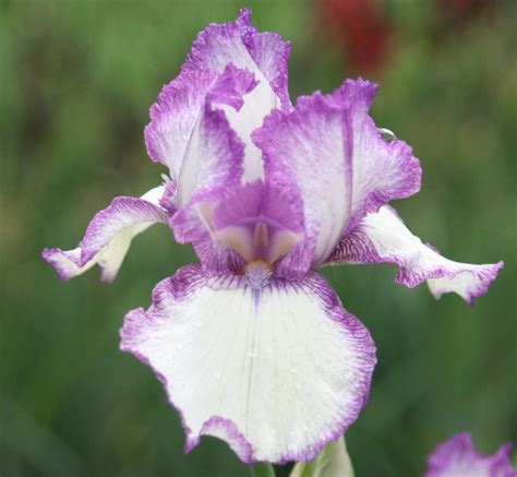 Tall Bearded Iris (Iris 'Stardust Memories') in the Irises Database ...