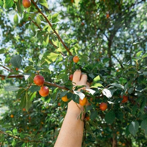 Image of Close up of person hand picking fruit - Austockphoto