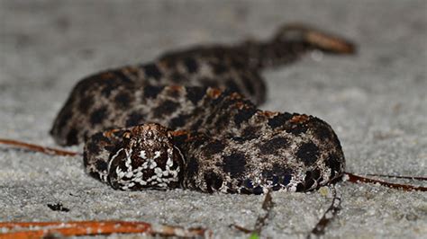 PHOTOS: What are the six venomous snakes in Florida? | 9news.com