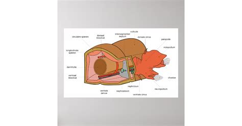 Anatomy of the Polychaeta Bristle Worm Diagram Poster | Zazzle