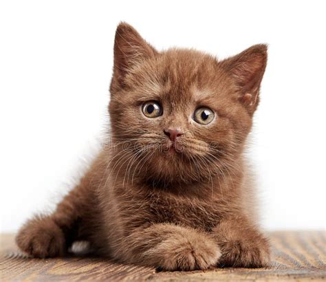 Portrait of Brown British Shorthair Kitten Stock Image - Image of british, kitten: 54925003