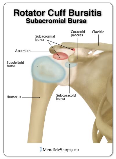 Subacromial Joint