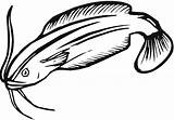 Cartoon Catfish Drawing Lesson Clipart Best Sketch Coloring Page sketch template