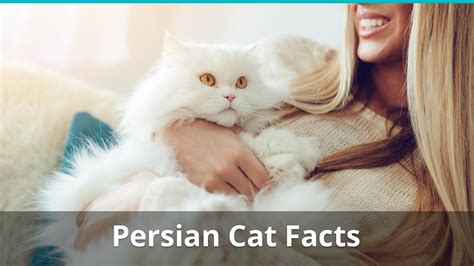 Persian Cat Facts, Colors, Health Issues, Nutrition, And More Vital Info